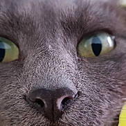 Tigrou participe au concours pour gagner de l'argent avec cette photo : british_shorthair, burmese, carnivore, cat, chartreux, close_up, domestic_short_haired_cat, eye, felidae, korat, mammal, nebelung, nose, russian_blue, small_to_medium_sized_cats, snout, vertebrate, whiskers