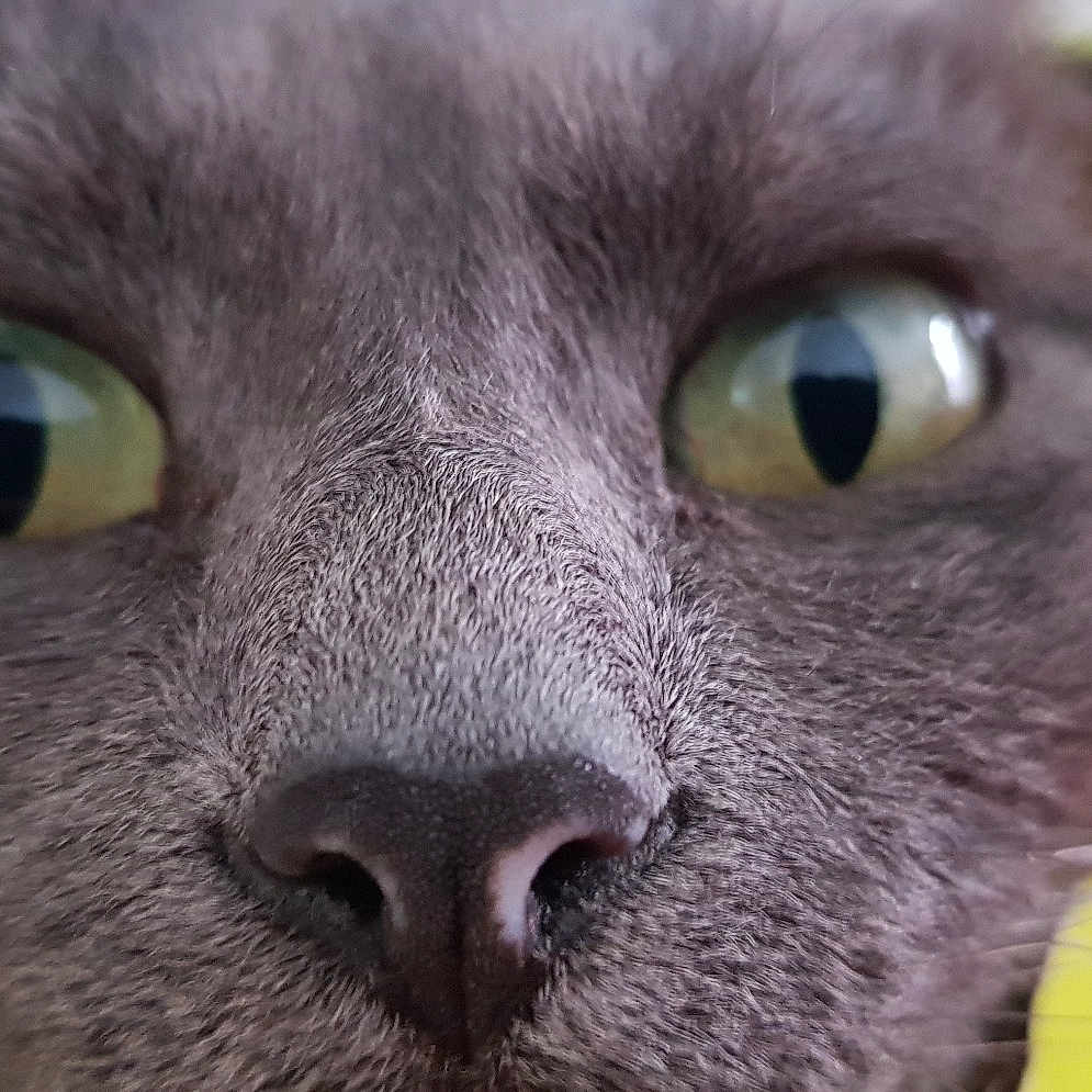 Tigrou
