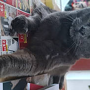 Tigrou a rejoint le concours — aidez-le/la à gagner de superbes lots ! black_cat, carnivore, cat, claw, domestic_short_haired_cat, felidae, fur, grey, paw, picture_frame, small_to_medium_sized_cats, snout, tail, whiskers, window