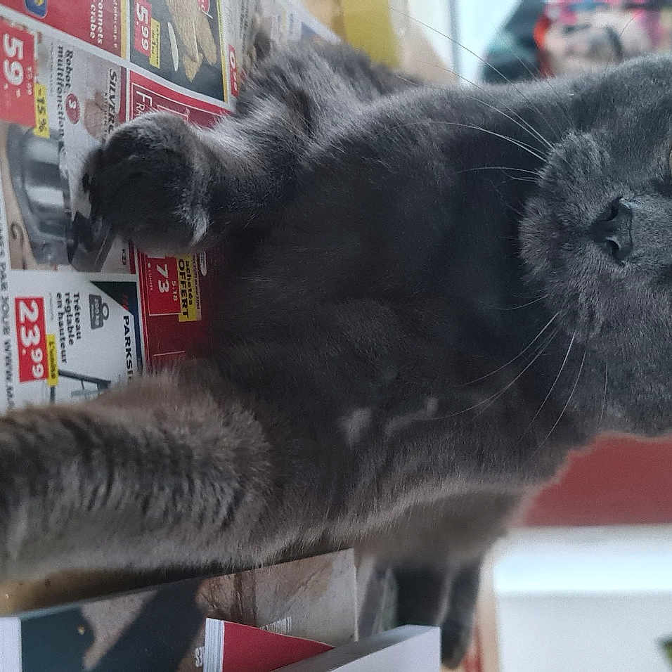 Tigrou