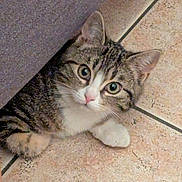 Twix a rejoint le concours — aidez-le/la à gagner de superbes lots ! cat, tabby, curious, peeking, floor, tile, paw, furniture, indoor, pet, animal, whiskers, ears, cute, young, looking, resting, closeup, domestic, feline