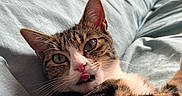 Twix a rejoint le concours — aidez-le/la à gagner de superbes lots ! animal, bed, bedding, cat, close_up, cute, ears, eyes, face, fur, indoor, muzzle, nose, pet, playful, relaxed, sleepy, tabby_cat, tongue_out, whiskers