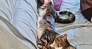 Twix a rejoint le concours — aidez-le/la à gagner de superbes lots ! animal, bed, blue_sheets, casual_clothing, cat, cozy, feline, fur, home, indoor, nap, person_partial, pet, pillow, relaxed, resting, sleeping, tabby, tail, whiskers