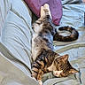 Twix a rejoint le concours — aidez-le/la à gagner de superbes lots ! animal, bed, blue_sheets, casual_clothing, cat, cozy, feline, fur, home, indoor, nap, person_partial, pet, pillow, relaxed, resting, sleeping, tabby, tail, whiskers