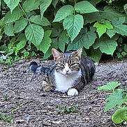 Twix participe au concours pour gagner de l'argent avec cette photo : cat, tabby_cat, animal, pet, outdoor, nature, greenery, leaves, dirt, relaxed, lying_down, feline, wildlife, garden, plant, mammal, whiskers, cute, resting, fur