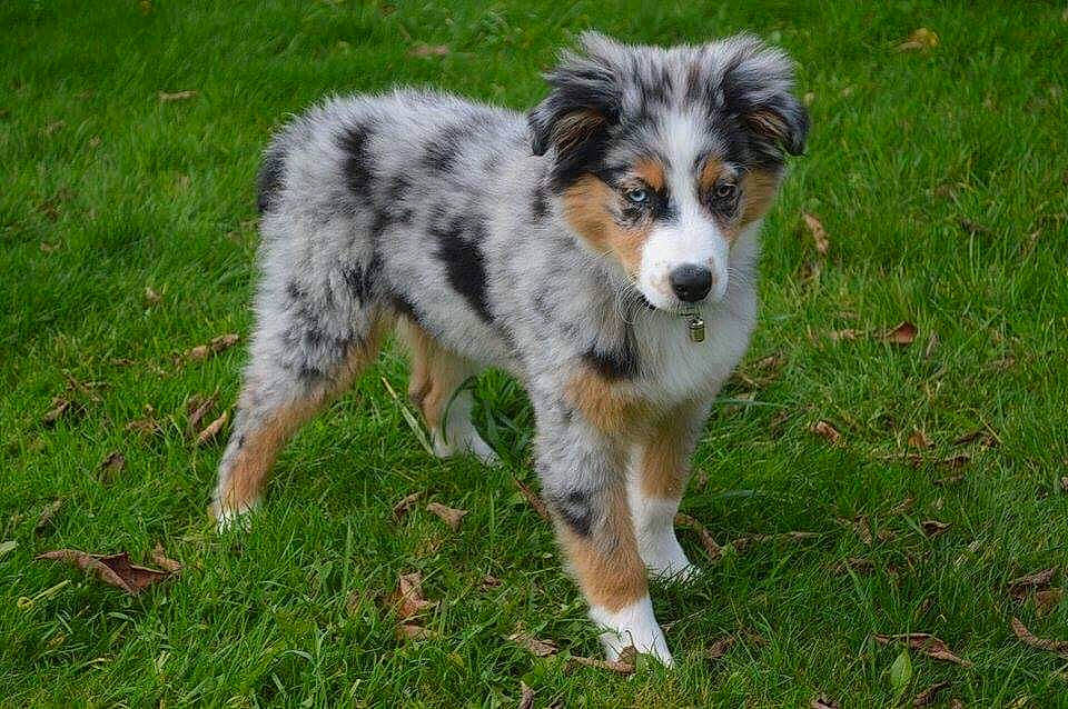 Milko participe au concours pour gagner de l'argent avec cette photo : australian_collie, australian_shepherd, basque_shepherd_dog, canidae, carnivore, companion_dog, dog, dog_breed, english_shepherd, herding_dog, koolie, mammal, miniature_australian_shepherd, plant, rare_breed_dog, sporting_group, texas_heeler, vertebrate, welsh_sheepdog, working_dog