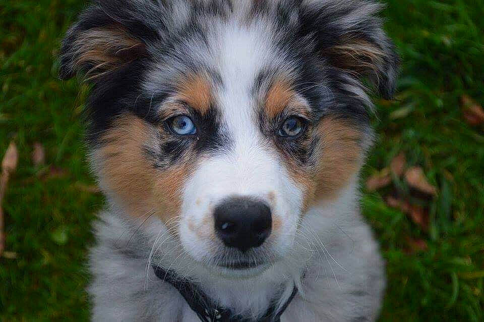 Milko participe au concours pour gagner de l'argent avec cette photo : australian_collie, australian_shepherd, border_collie, canidae, carnivore, companion_dog, dog, dog_breed, english_shepherd, herding_dog, mammal, miniature_australian_shepherd, nose, puppy, rare_breed_dog, scotch_collie, snout, sporting_group, vertebrate, welsh_sheepdog