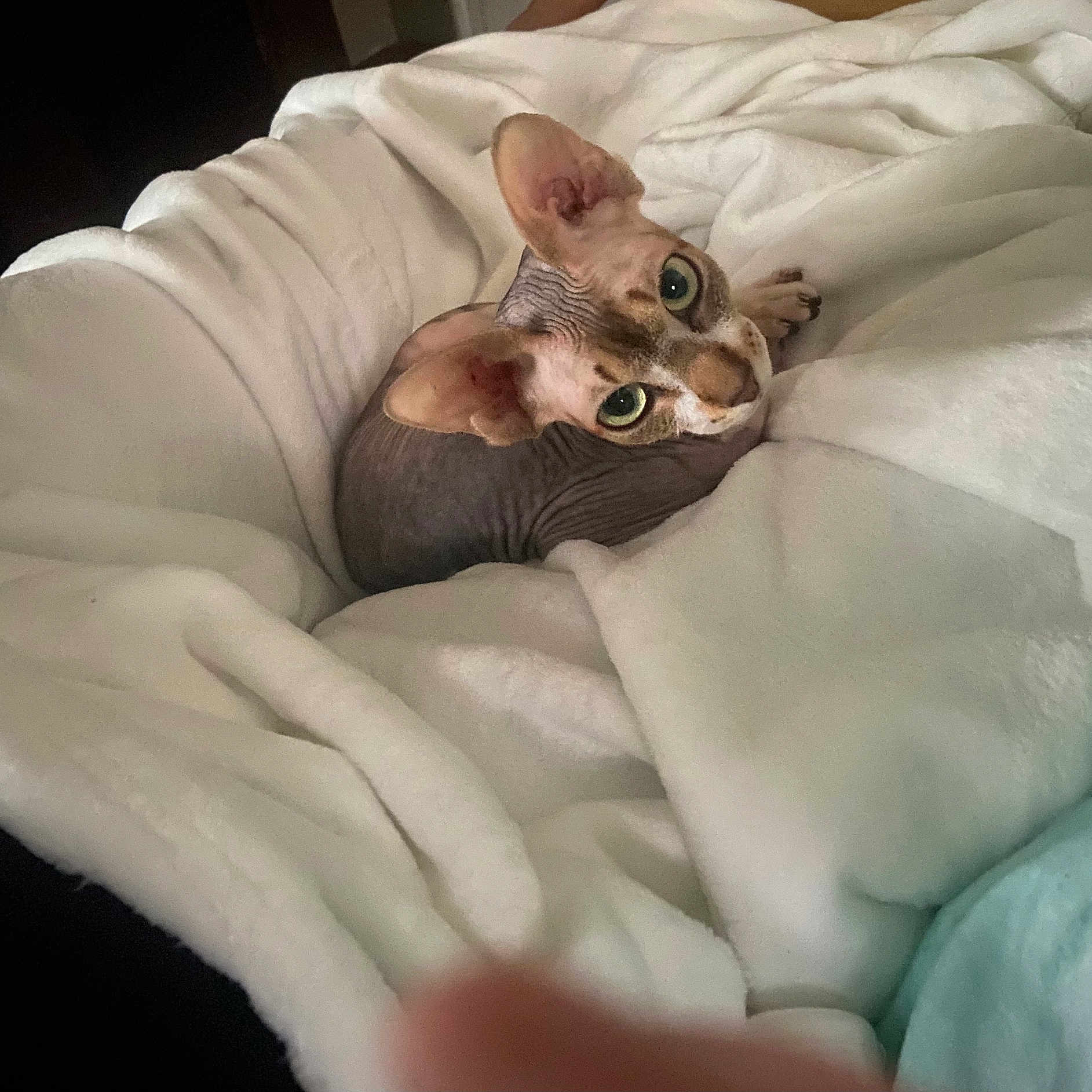 Soupee is registered to the contest to win money with this photo: bed, bedding, big_eyes, blanket, cat, close_up, cozy, curled, domestic, ears, gaze, hairless, indoor, looking_up, paws, pet, portrait, soft_texture, sphynx_cat, white_blanket