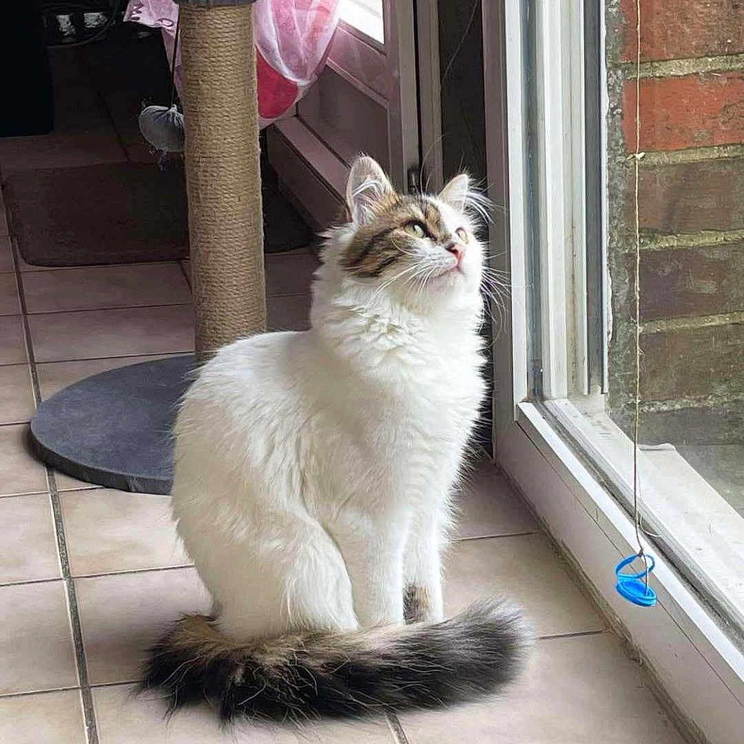 Chipy participe au concours pour gagner de l'argent avec cette photo : abyssinian, angora, animal, brush, cat, cleaning, device, door, homedecor, kitten, leash, manx, mat, person, pet, slate, tile, tool, window, windowsill