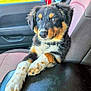 Ollie is registered to the contest to win money with this photo: animal, black_fur, brown_fur, car_interior, center_console, collar, companion, cute, dog, grass, house, outdoor, pet, puppy, relaxed, seat, suburban, sunny, white_fur, window