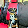 Ollie joined the competition — help win amazing prizes! animal, black, car_interior, companion, curious, dog, domestic_animal, fur, indoor, pet, puppy, red, seat, seatbelt, side_view, sitting, tricolor, vehicle, window, young