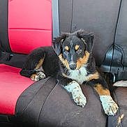 Ollie is registered to the contest to win money with this photo: animal, backseat, black_seat, canine, car_interior, cute, daylight, dog, domestic_animal, fur, looking, paw, pet, puppy, red_seat, resting, seatbelt, vehicle, window, young_dog