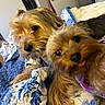 Rosie And Big Rosie is registered to the contest to win money with this photo: animal, bed, blanket, blue, canine, companion, cozy, cute, dog, fur, indoor, pet, playful, portrait, quilt, resting, small_dog, tongue_out, white, yorkshire_terrier