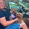 car_interior, casual_clothing, dashboard, daylight, dog, happy, harness, holding, parking_lot, pet, seat, seatbelt, shorts, smiling, sunlight, tongue_out, trees, window, woman, yorkshire_terrier