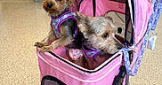 Rosie And Big Rosie is registered to the contest to win money with this photo: animal, cabinet, companions, cozy, curious, cute, dog, domestic, door, floor, furniture, indoor, leisure, pet, pet_stroller, pink_stroller, purple_harness, small_dog, two_dogs, wheels