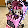 animal, cabinet, companions, cozy, curious, cute, dog, domestic, door, floor, furniture, indoor, leisure, pet, pet_stroller, pink_stroller, purple_harness, small_dog, two_dogs, wheels