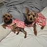 Rosie And Big Rosie is registered to the contest to win money with this photo: animal, bed, blanket, brown_fur, cozy, cute, dog, ears, fabric, floral_pattern, fur, indoor, looking, pet, pink_dress, resting, sleepwear, small_dog, soft, two_dogs