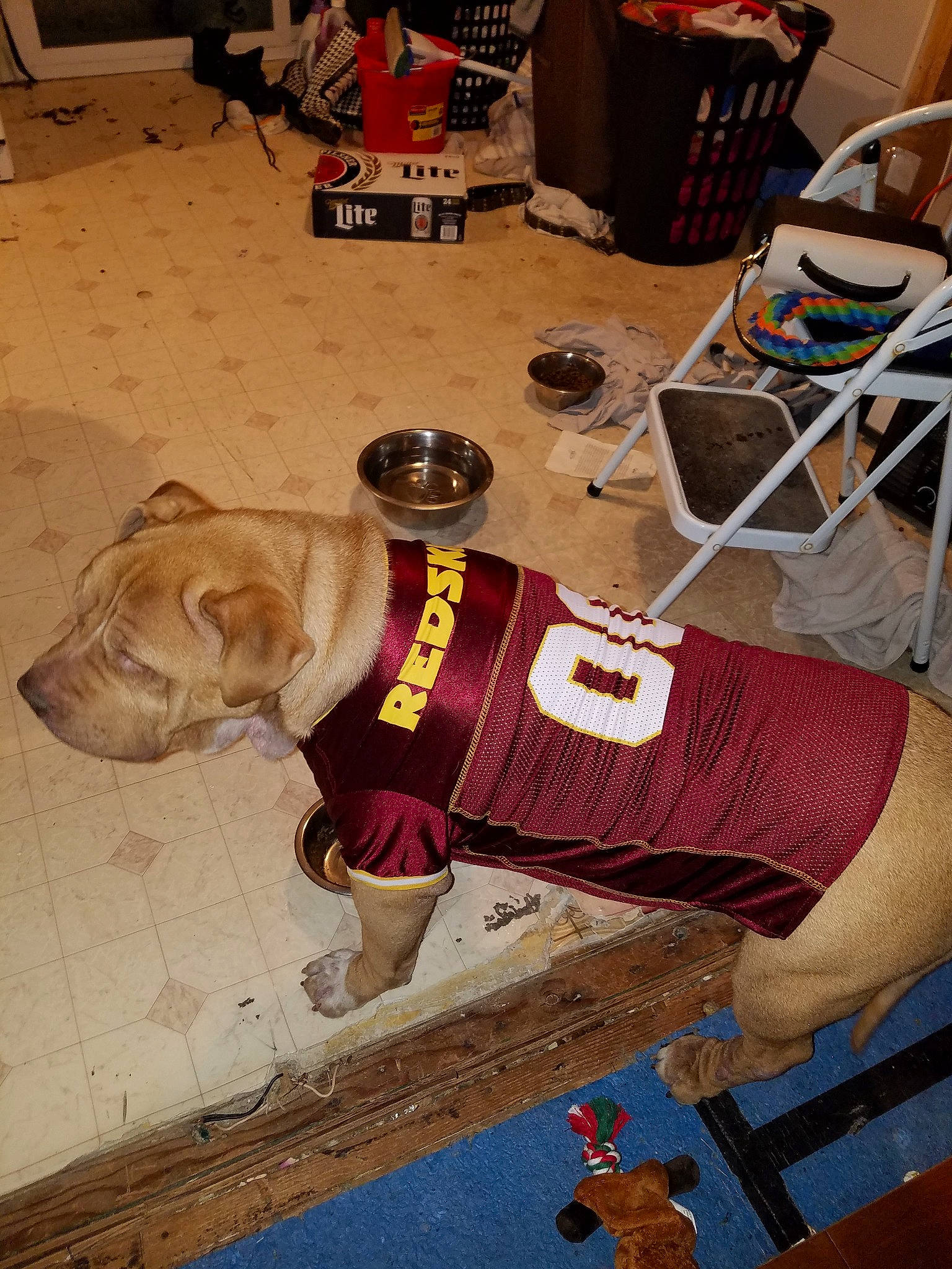 Ciroc joined the competition — help win amazing prizes! canidae, carnivore, costume, dog, dog_breed, dog_clothes, fawn, floor, flooring, leg, non_sporting_group, pit_bull, snout, sporting_group, table