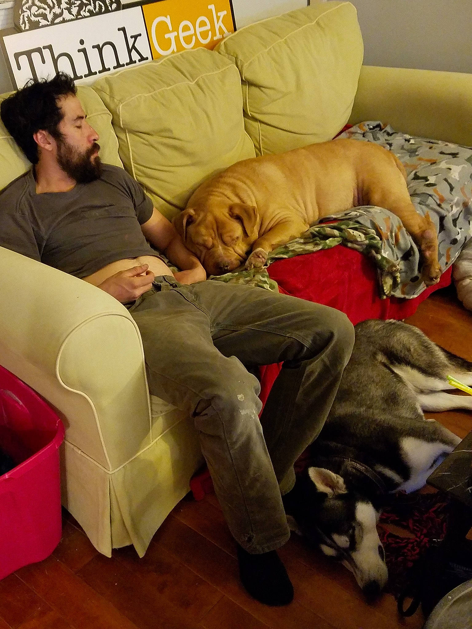 Ciroc joined the competition — help win amazing prizes! canidae, comfort, companion_dog, couch, furniture, nap, non_sporting_group, room, sleep, sporting_group