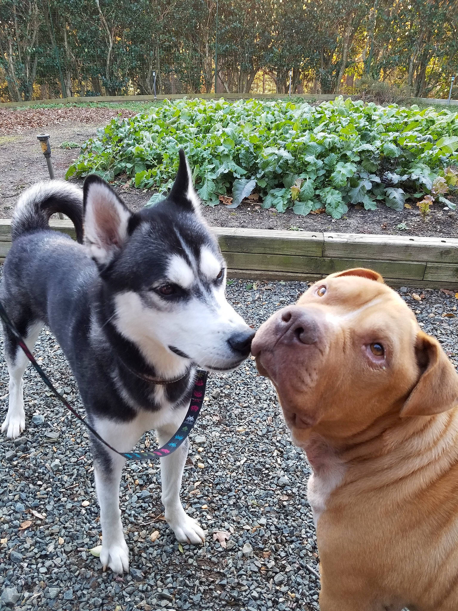 Ciroc is registered to the contest to win money with this photo: alaskan_malamute, ancient_dog_breeds, canidae, carnivore, companion_dog, dog, dog_breed, jamthund, labrador_husky, mammal, northern_inuit_dog, rare_breed_dog, sakhalin_husky, siberian_husky, sled_dog, snout, sporting_group, tree, vertebrate, wolfdog