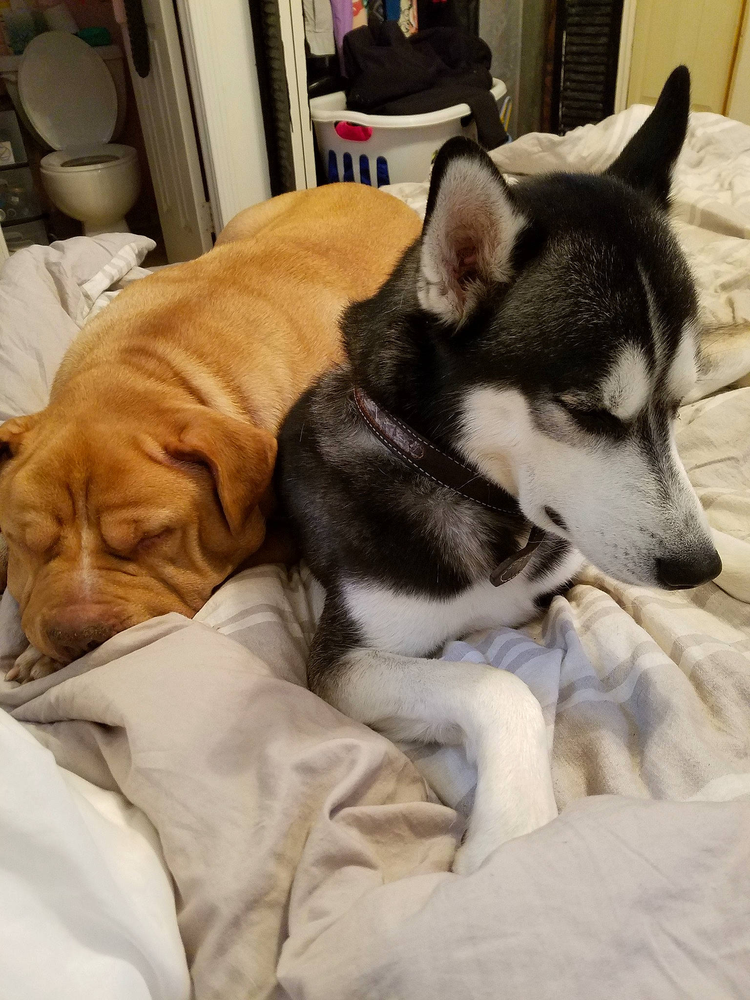 Diesel joined the competition — help win amazing prizes! alaskan_malamute, canidae, carnivore, companion_dog, dog, dog_breed, labrador_husky, mammal, miniature_siberian_husky, nap, northern_inuit_dog, puppy, rare_breed_dog, sakhalin_husky, siberian_husky, sled_dog, snout, sporting_group, vertebrate, wolfdog