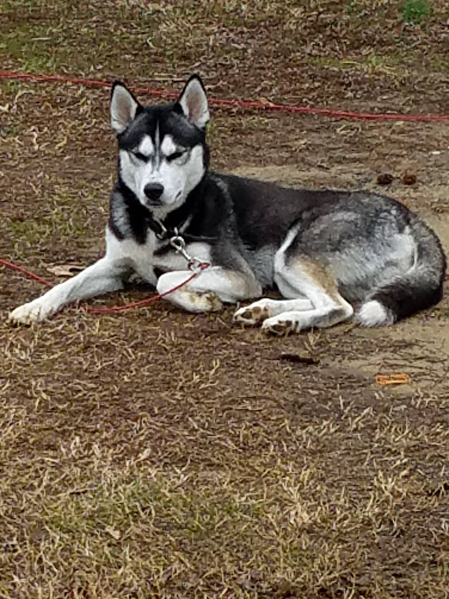 Diesel is registered to the contest to win money with this photo: alaskan_klee_kai, alaskan_malamute, canidae, carnivore, dog, dog_breed, east_siberian_laika, jamthund, mammal, miniature_siberian_husky, native_american_indian_dog, northern_inuit_dog, sakhalin_husky, seppala_siberian_sleddog, siberian_husky, sled_dog, snout, tamaskan_dog, vertebrate, wolfdog