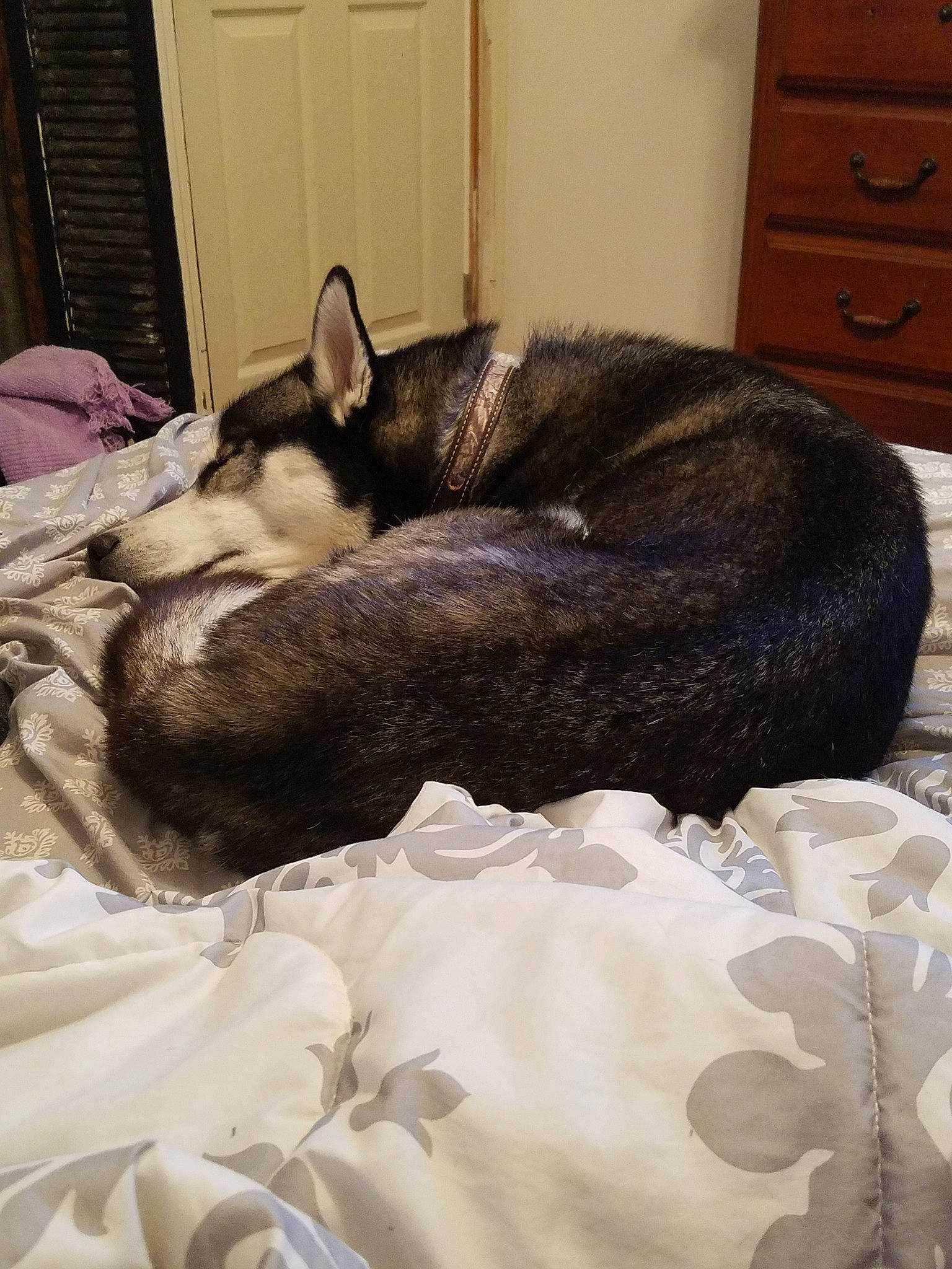 Diesel joined the competition — help win amazing prizes! asian, carnivore, cat, comfort, ear, felidae, fur, furniture, kitten, nap, siberian_husky, sleep, small_to_medium_sized_cats, tail, whiskers