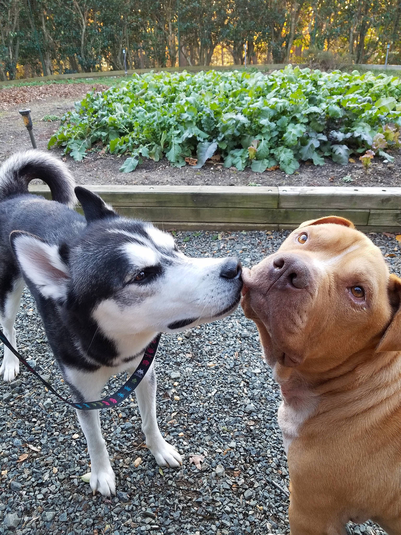 Diesel is registered to the contest to win money with this photo: ancient_dog_breeds, canidae, carnivore, companion_dog, dog, dog_breed, fawn, mammal, non_sporting_group, snout, sporting_group, tail, vertebrate