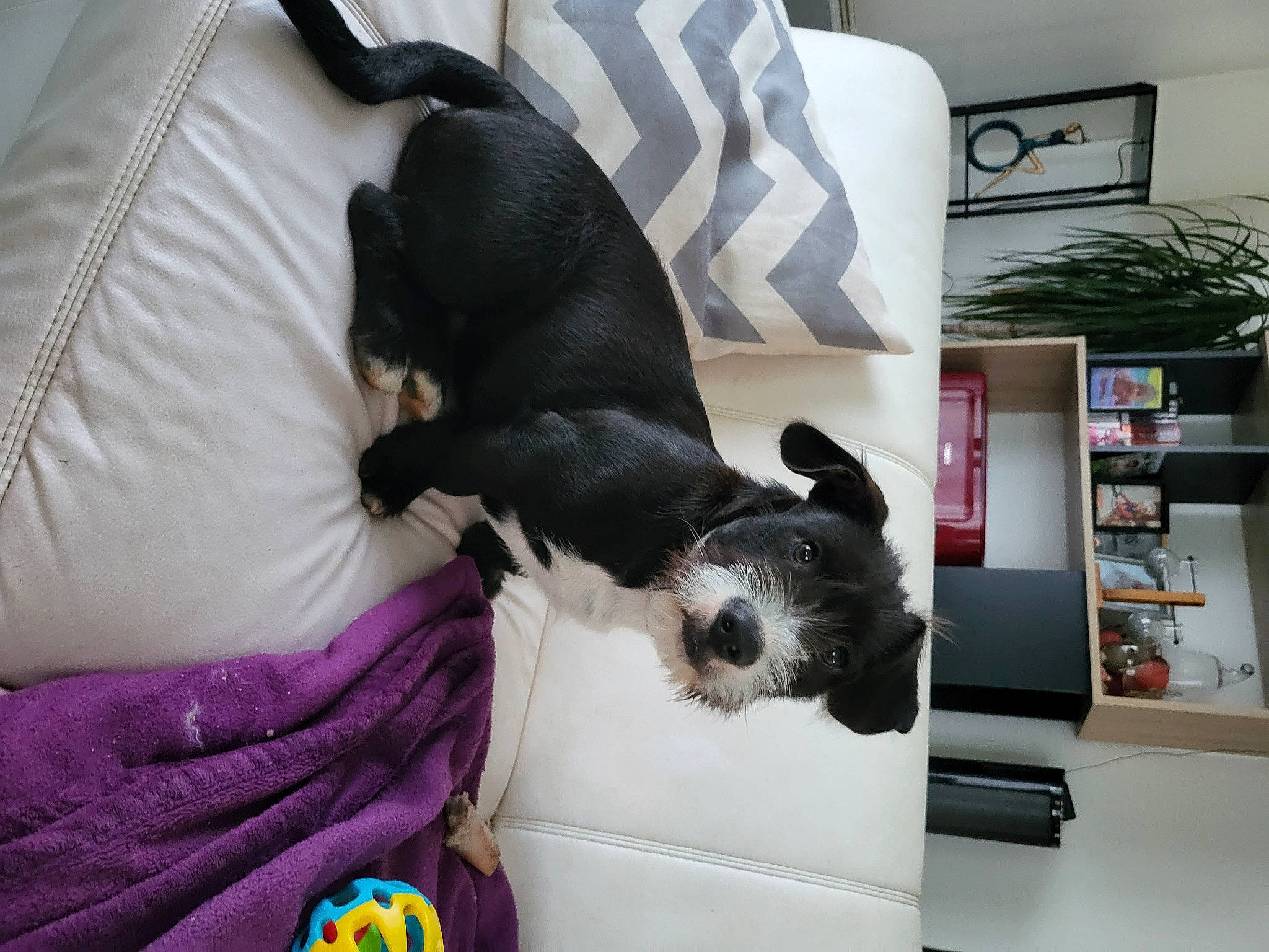 Marley a rejoint le concours — aidez-le/la à gagner de superbes lots ! bed, canidae, carnivore, comfort, companion_dog, couch, dog, dog_breed, dog_supply, fur, houseplant, linens, magenta, pet_supply, plant, purple, shelf, sporting_group, tail, toy_dog