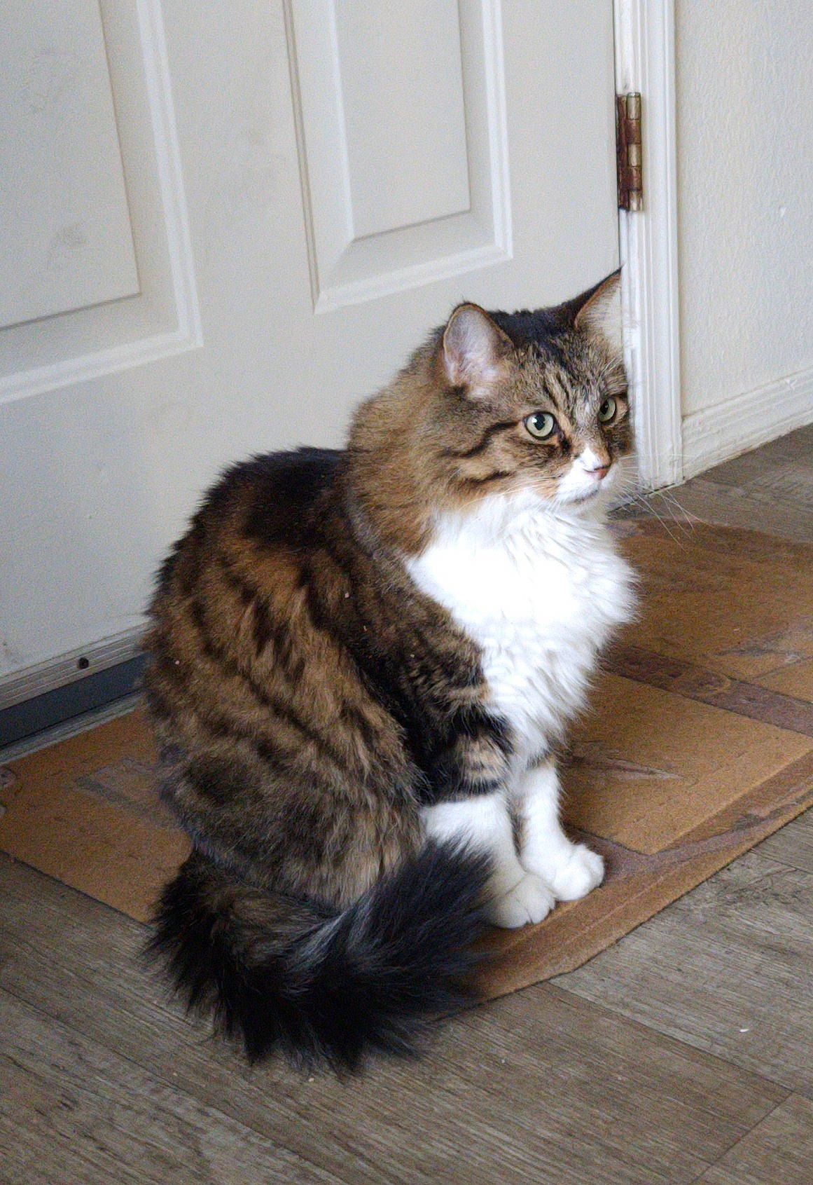 Sox is registered to the contest to win money with this photo: carnivore, cat, claw, domestic_short_haired_cat, door, fawn, felidae, flooring, fur, grey, hardwood, paw, sitting, small_to_medium_sized_cats, tail, terrestrial_animal, whiskers, window, wood, wood_flooring