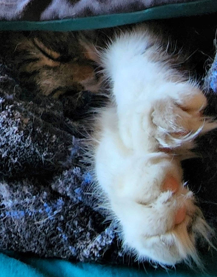 Sox is registered to the contest to win money with this photo: carnivore, cat, claw, electric_blue, fawn, felidae, fur, nap, paw, small_to_medium_sized_cats, snout, tail, terrestrial_animal, whiskers