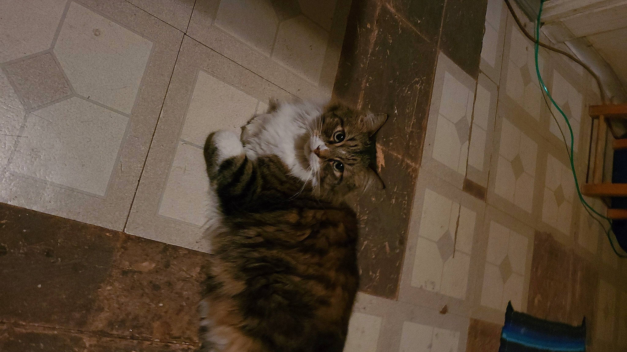 Sox is registered to the contest to win money with this photo: carnivore, cat, claw, comfort, domestic_short_haired_cat, door, felidae, floor, flooring, fur, grey, hardwood, paw, small_to_medium_sized_cats, snout, tail, terrestrial_animal, whiskers, window, wood