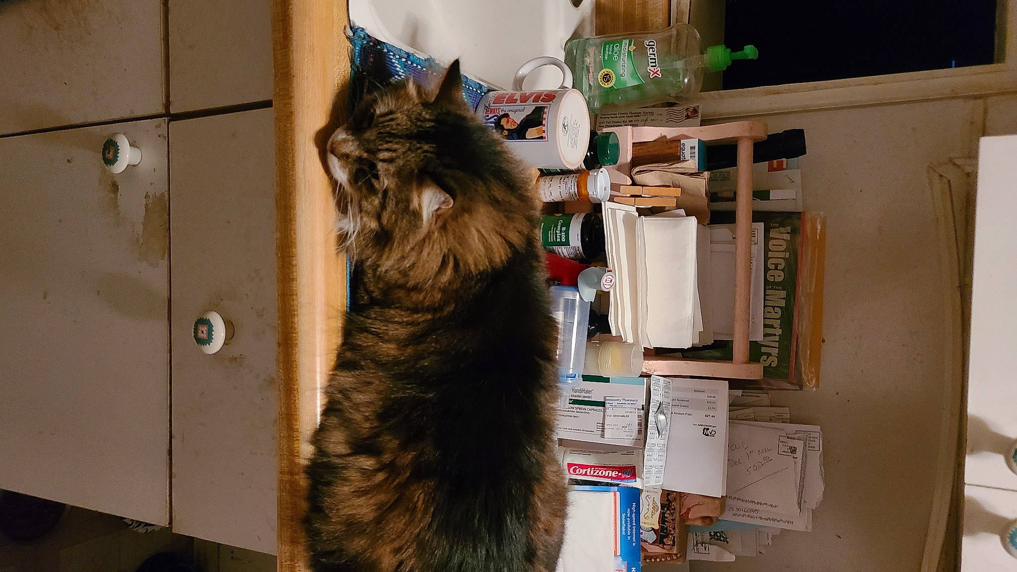 Sox joined the competition — help win amazing prizes! box, carnivore, cat, domestic_short_haired_cat, felidae, fur, major_appliance, room, shelf, shelving, small_to_medium_sized_cats, tail, whiskers, wood