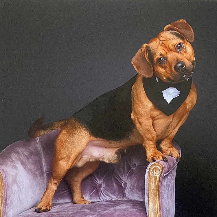 Rocco is registered to the contest to win money with this photo: accessories, animal, armchair, beagle, boxer, bulldog, canine, chair, couch, dog, formalwear, furniture, hound, indoors, interiordesign, labradorretriever, pet, puppy, snout, tie