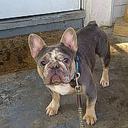 Face is registered to the contest to win money with this photo: dog, french_bulldog, pet, leash, concrete, porch, ears, animal, brown, white, face, paw, collar, outdoor, canine, looking, closeup, companion, alert, young