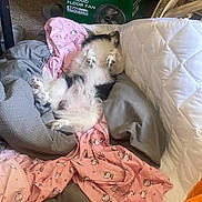 Oreo joined the competition — help win amazing prizes! dog, blanket, bed, pink, hello_kitty, fur, sleeping, relaxed, cozy, fabric, indoor, comfort, paw, white, black, mattress, carpet, box, fan, resting