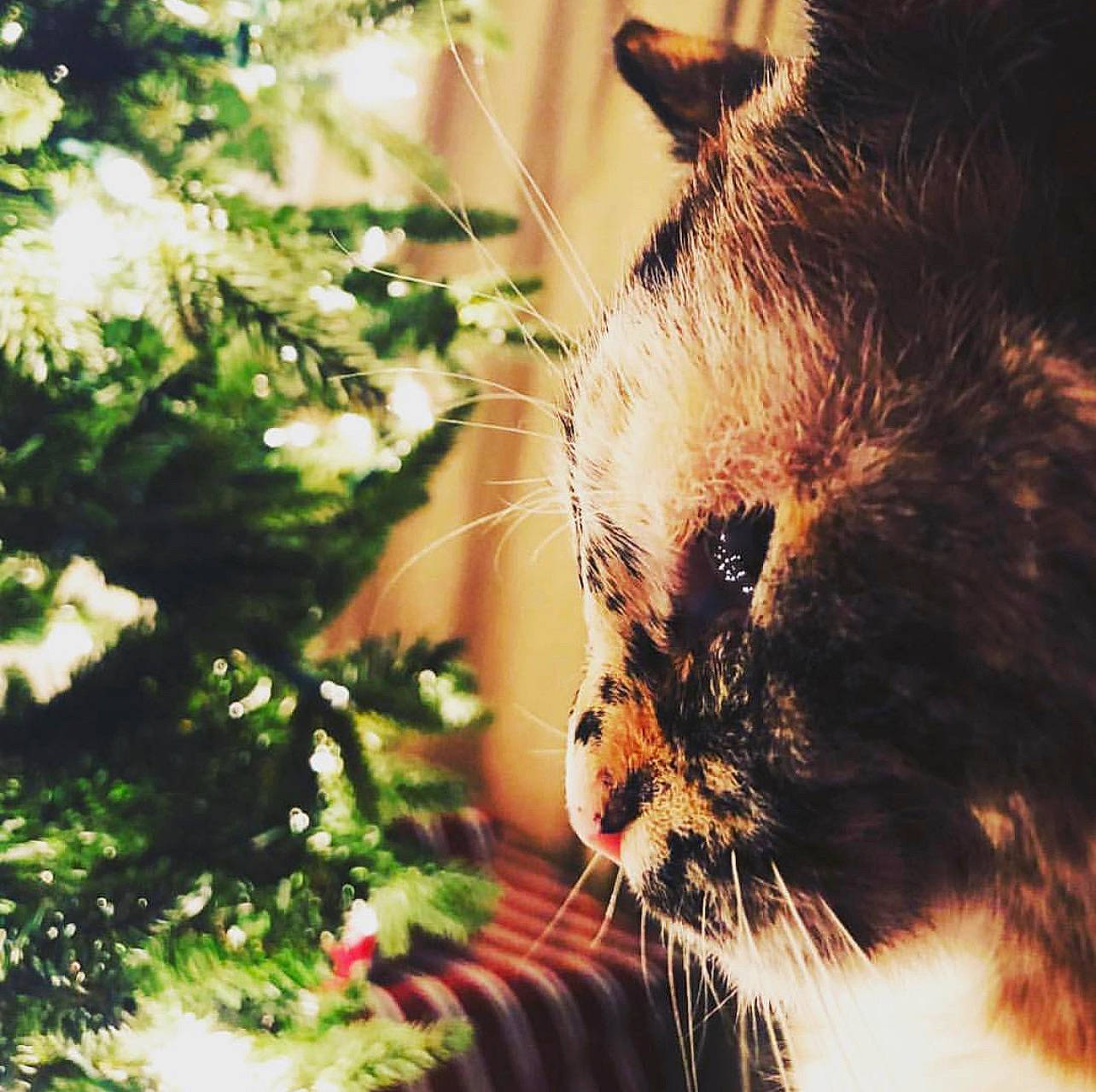 Lily is registered to the contest to win money with this photo: carnivore, cat, close_up, domestic_short_haired_cat, fawn, felidae, fur, grass, plant, small_to_medium_sized_cats, snout, tail, terrestrial_animal, tints_and_shades, tree, twig, whiskers, wildlife, window, wood