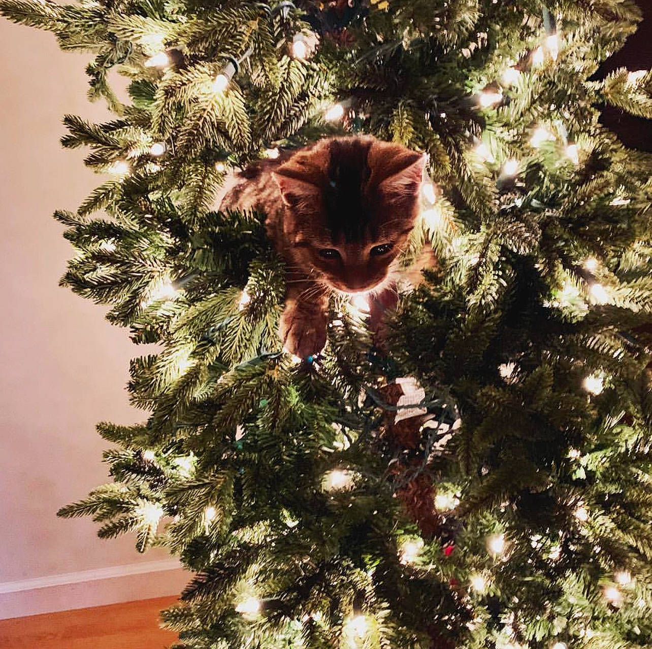 Toby joined the competition — help win amazing prizes! branch, carnivore, cat, christmas_decoration, christmas_ornament, christmas_tree, event, evergreen, fawn, felidae, grass, holiday_ornament, larch, light, ornament, plant, tints_and_shades, twig, whiskers, wood