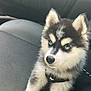 Mïky participe au concours pour gagner de l'argent avec cette photo : puppy, dog, husky, car_seat, black_and_white, blue_eyes, pet, animal, cute, fluffy, leash, seat, inside_car, young_dog, adorable, fur, domestic_animal, portrait, sitting, looking_up