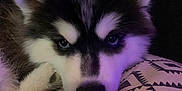 Mïky participe au concours pour gagner de l'argent avec cette photo : husky, puppy, dog, animal, pet, blue_eyes, fur, close_up, cushion, pattern, resting, indoor, cute, fluffy, canine, face, ear, snout, black_and_white, soft_lighting