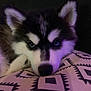 husky, puppy, dog, animal, pet, blue_eyes, fur, close_up, cushion, pattern, resting, indoor, cute, fluffy, canine, face, ear, snout, black_and_white, soft_lighting