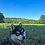 Mïky participe au concours pour gagner de l'argent avec cette photo : puppy, dog, husky, blue_eyes, grass, field, nature, outdoor, happy, tongue_out, fur, canine, animal, sky, trees, hills, sunlight, leash, pet, smiling