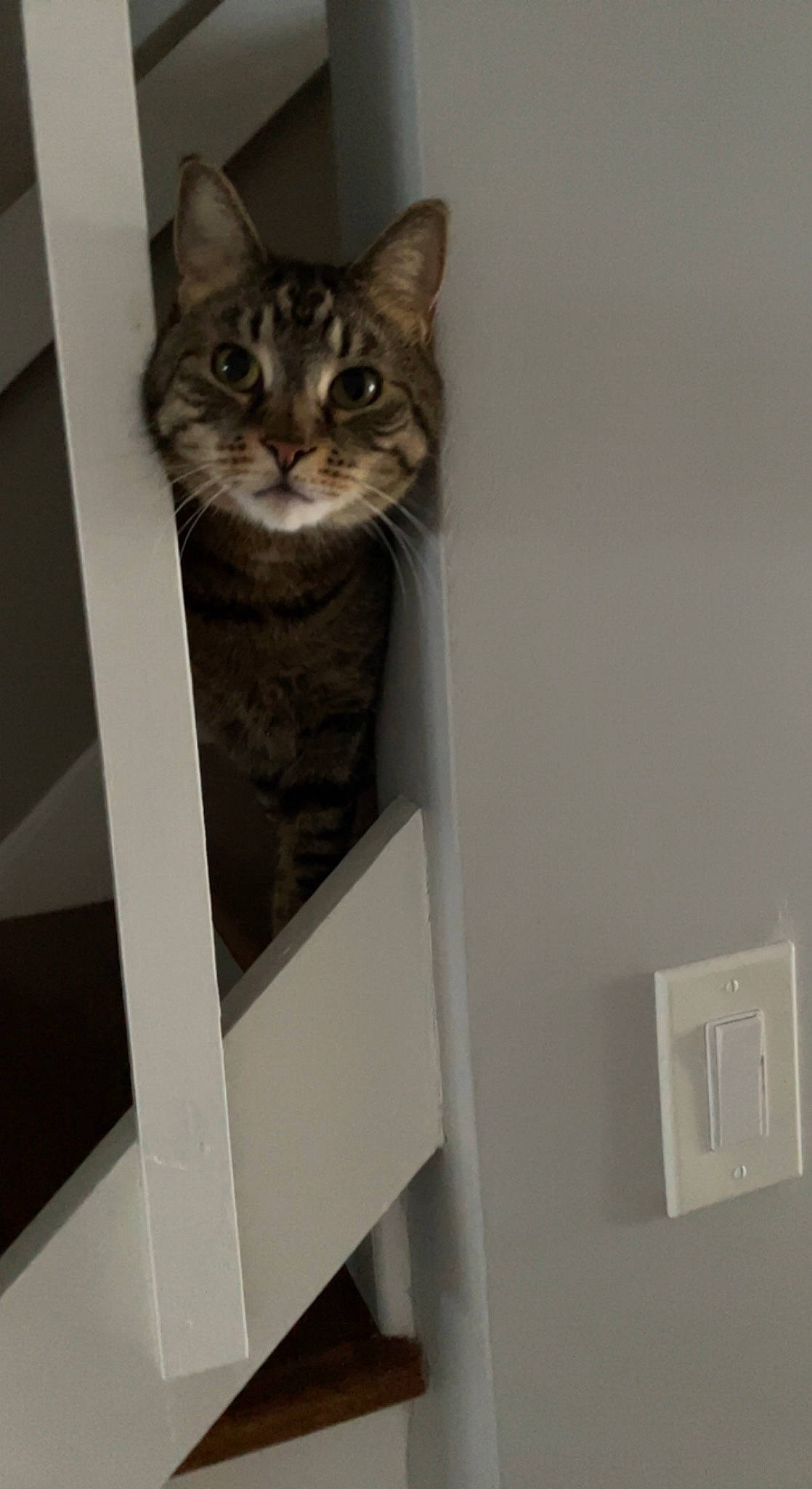 Ben joined the competition — help win amazing prizes! box, cardboard, carnivore, cat, ceiling, domestic_short_haired_cat, door, felidae, fur, grey, home_door, paw, room, small_to_medium_sized_cats, snout, stairs, tail, whiskers, window, wood