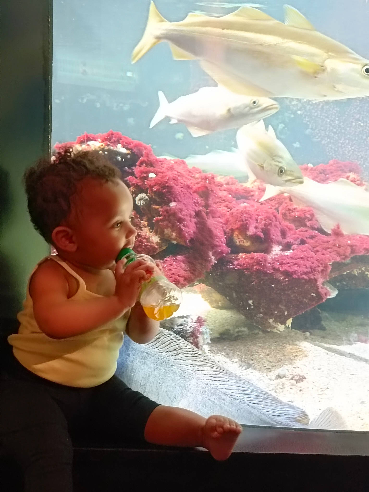 Yliana a rejoint le concours — aidez-le/la à gagner de superbes lots ! aquarium, baby, cartilaginous_fish, child, coral, coral_reef, fin, fish, fun, marine_biology, organism, penguin, person, pink, reef, sculpture, stony_coral, toddler, underwater, vertebrate