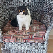 Mia a rejoint le concours — aidez-le/la à gagner de superbes lots ! angora, animal, architecture, armchair, building, cat, chair, couch, cushion, furniture, homedecor, indoors, interiordesign, kitten, livingroom, manx, pet, rockingchair, room, woven