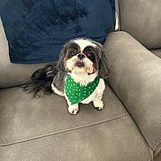 Nala joined the competition — help win amazing prizes! adorable, bandana, black_and_white, blue_pillow, companion, couch, cozy, cute, dog, floor, fluffy, green_bandana, indoor, leather_couch, looking_up, pet, shamrocks, sitting, small_dog, wooden_floor
