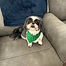 adorable, bandana, black_and_white, blue_pillow, companion, couch, cozy, cute, dog, floor, fluffy, green_bandana, indoor, leather_couch, looking_up, pet, shamrocks, sitting, small_dog, wooden_floor