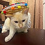cat, sombrero, hat, cream_colored, indoor, curtains, wooden_surface, pet, cute, animal, feline, domestic_cat, colorful, decorative, curious, close_up, whiskers, ears, sitting, furniture
