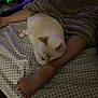 Ghost is registered to the contest to win money with this photo: cat, bed, blanket, leg, foot, person, resting, sleeping, indoor, feline, patterned_sheet, cozy, comfort, animal, pet, relaxation, soft_light, cream_cat, human, sleepwear