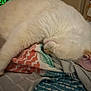cat, sleeping, white_cat, blanket, patterned_blanket, cozy, indoor, feline, fur, resting, closeup, pet, animal, soft_lighting, relaxation, home, comfort, cute, domestic_animal, nap